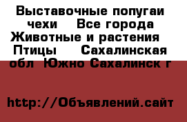 Выставочные попугаи чехи  - Все города Животные и растения » Птицы   . Сахалинская обл.,Южно-Сахалинск г.